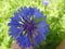 Blue & Pink Bachelor's Button